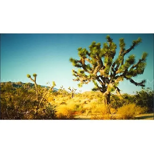 Elite Screens EF110H-PST Polar Star Efinity 110" 16.9 Fixed Frame Projection Screen