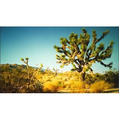 Elite Screens EF135H-PST Polar STAR Efinity 135" Fixed Frame Projection Screen